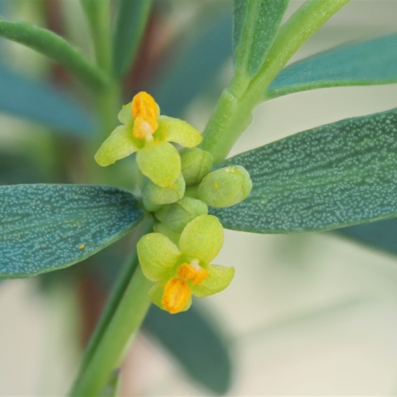 Pimelea pauciflora