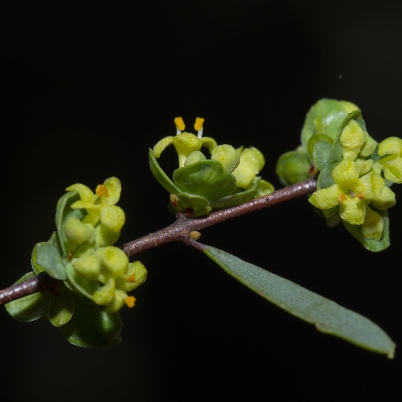 Pimelea pauciflora