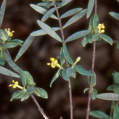 Pimelea pauciflora