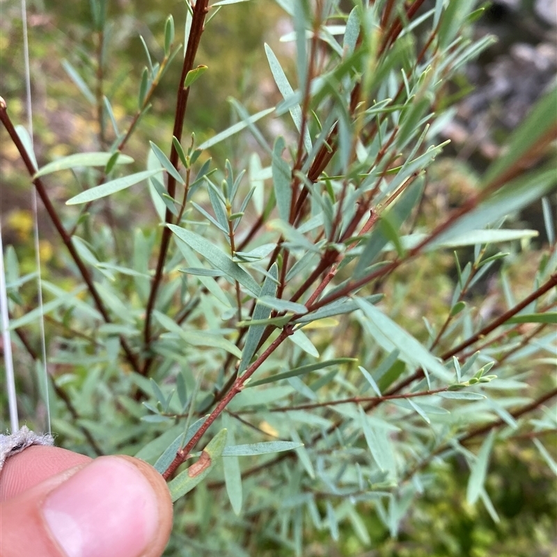 Pimelea pauciflora