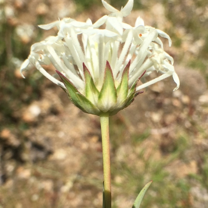 Pimelea treyvaudii