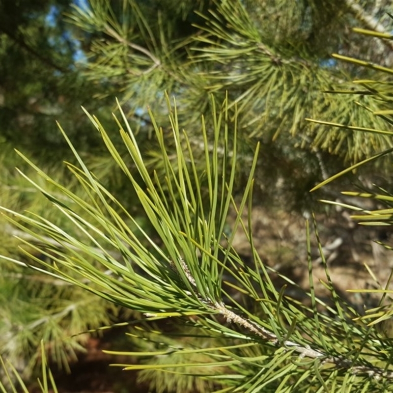 Pinus pinea