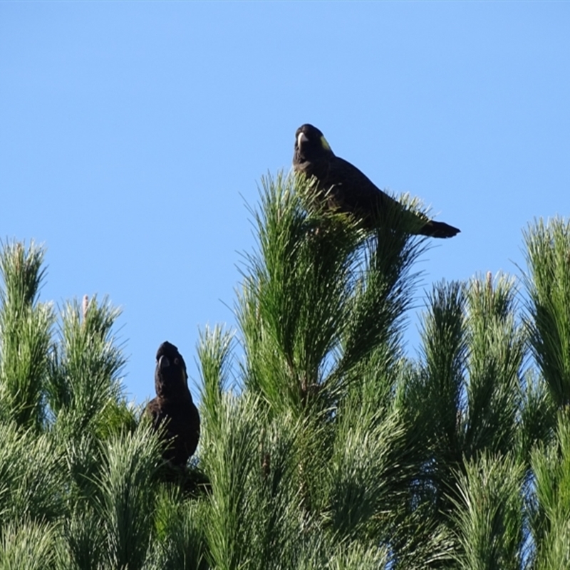 Pinus sp.