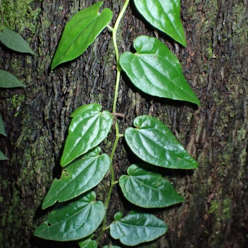 Piper hederaceum var. hederaceum