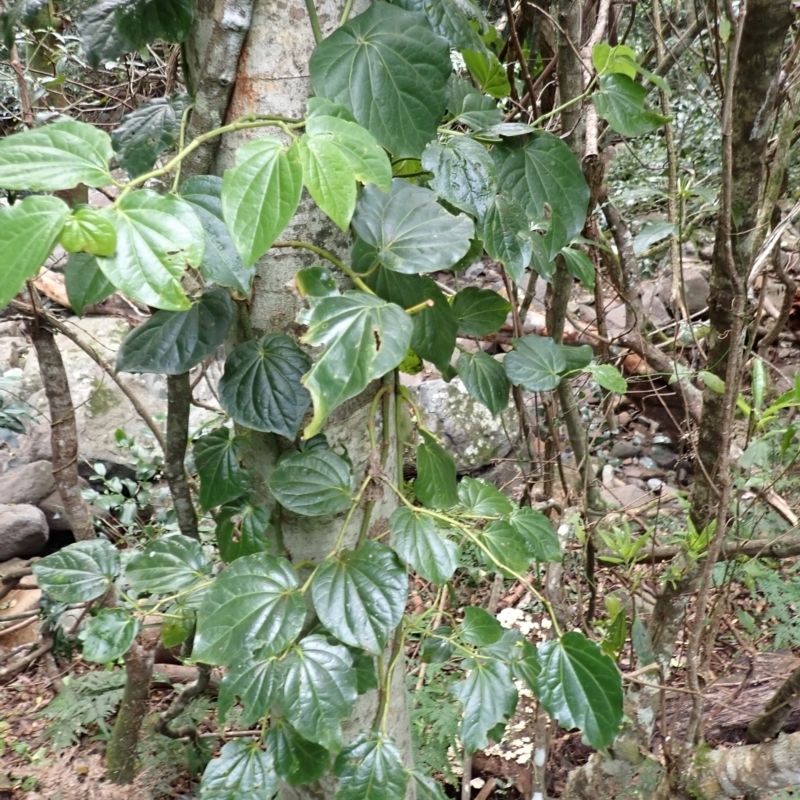 Piper hederaceum var. hederaceum