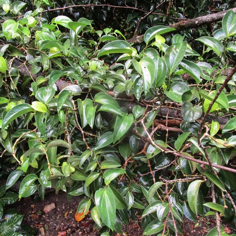Piper hederaceum var. hederaceum