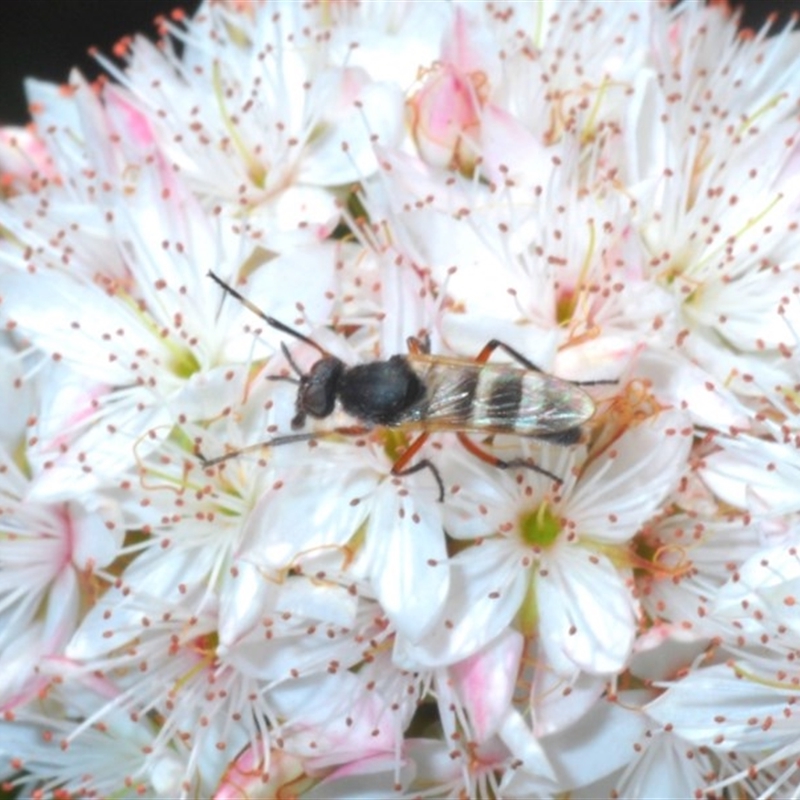 Pipinnipons fascipennis