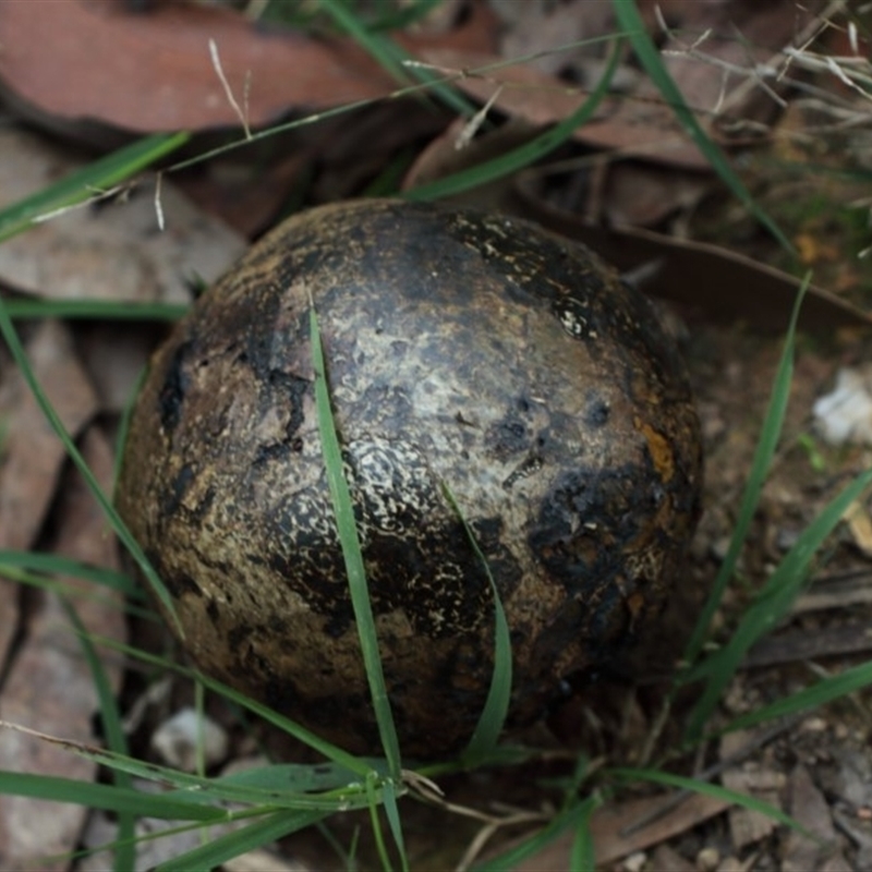 Pisolithus marmoratus