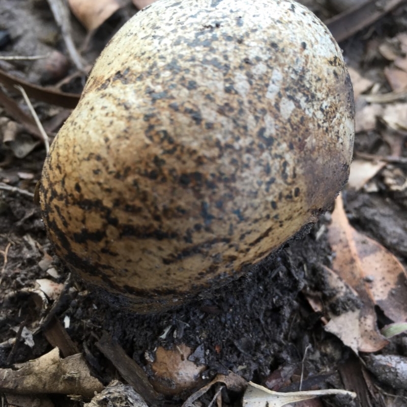 Pisolithus sp.