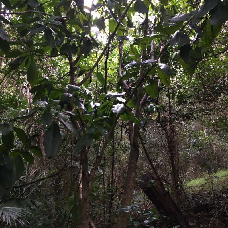 Pisonia umbellifera