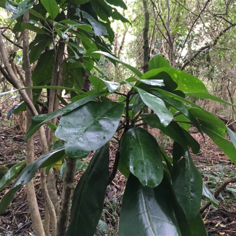 Pisonia umbellifera