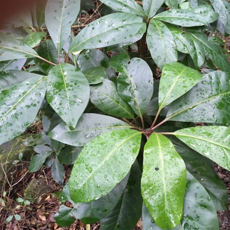 Pisonia umbellifera