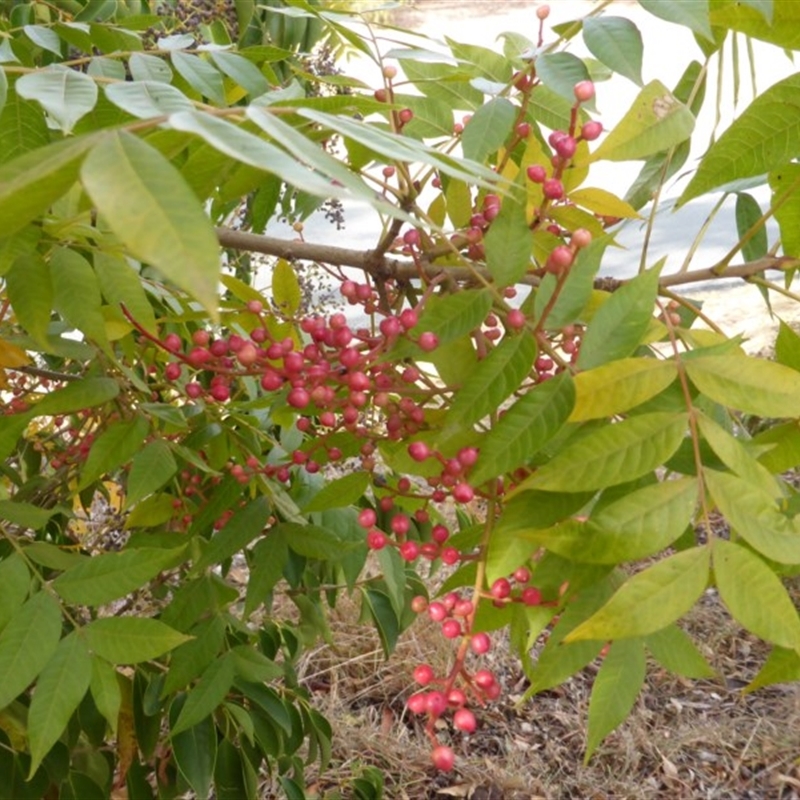 Pistacia chinensis