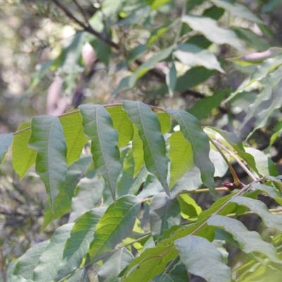 Pistacia chinensis