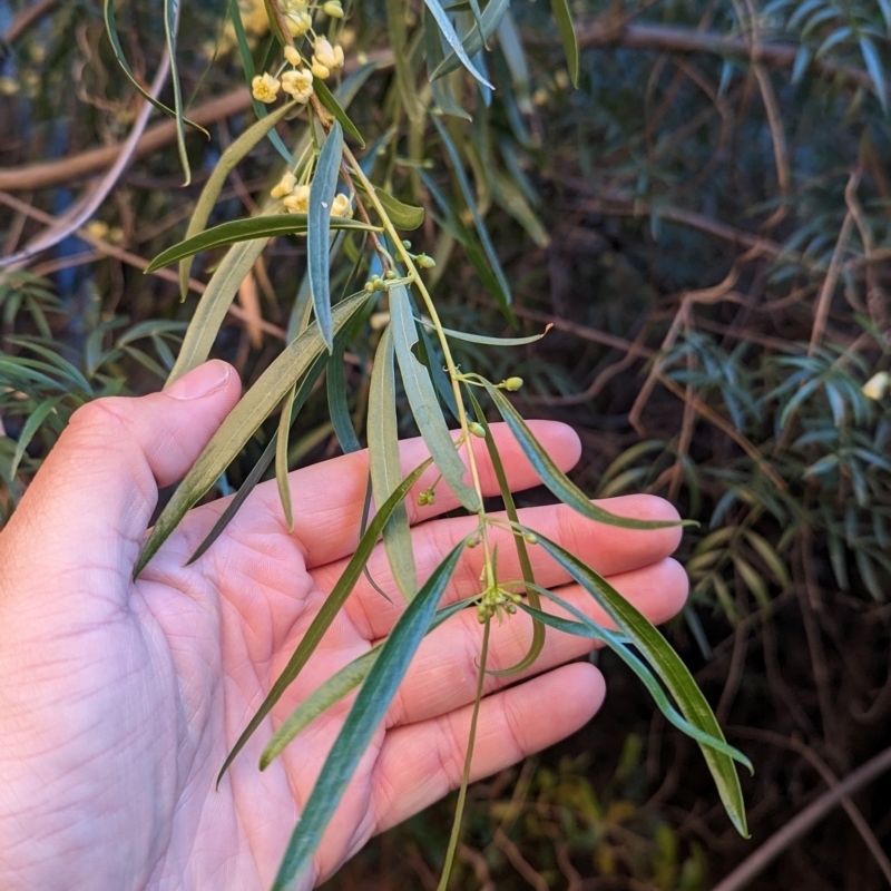 Pittosporum angustifolium