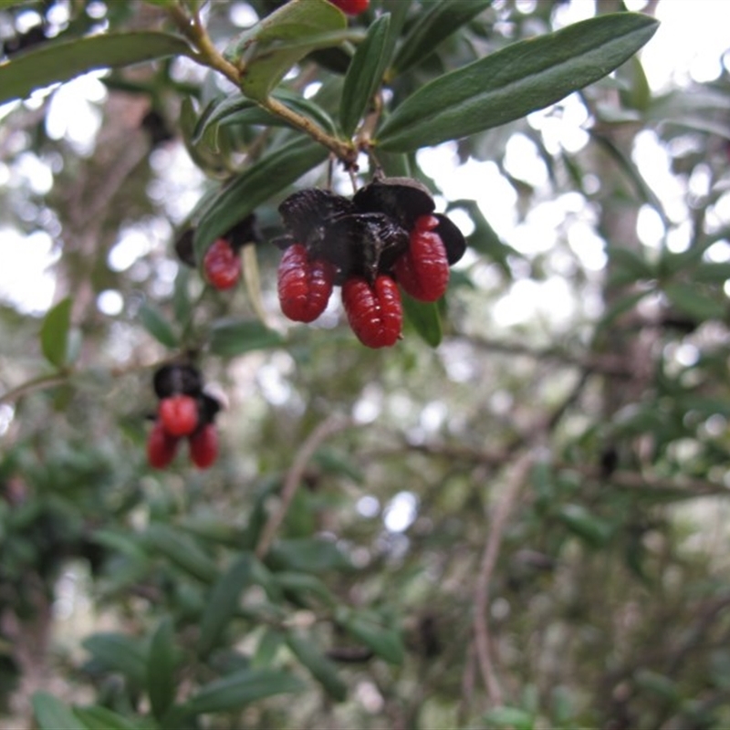 Pittosporum bicolor