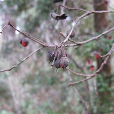 Pittosporum bicolor