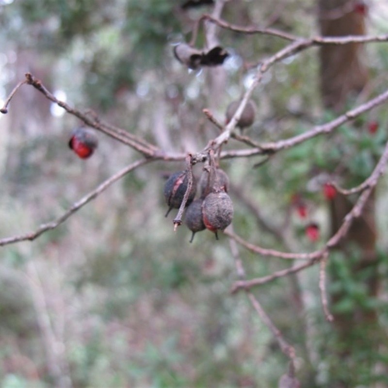 Pittosporum bicolor