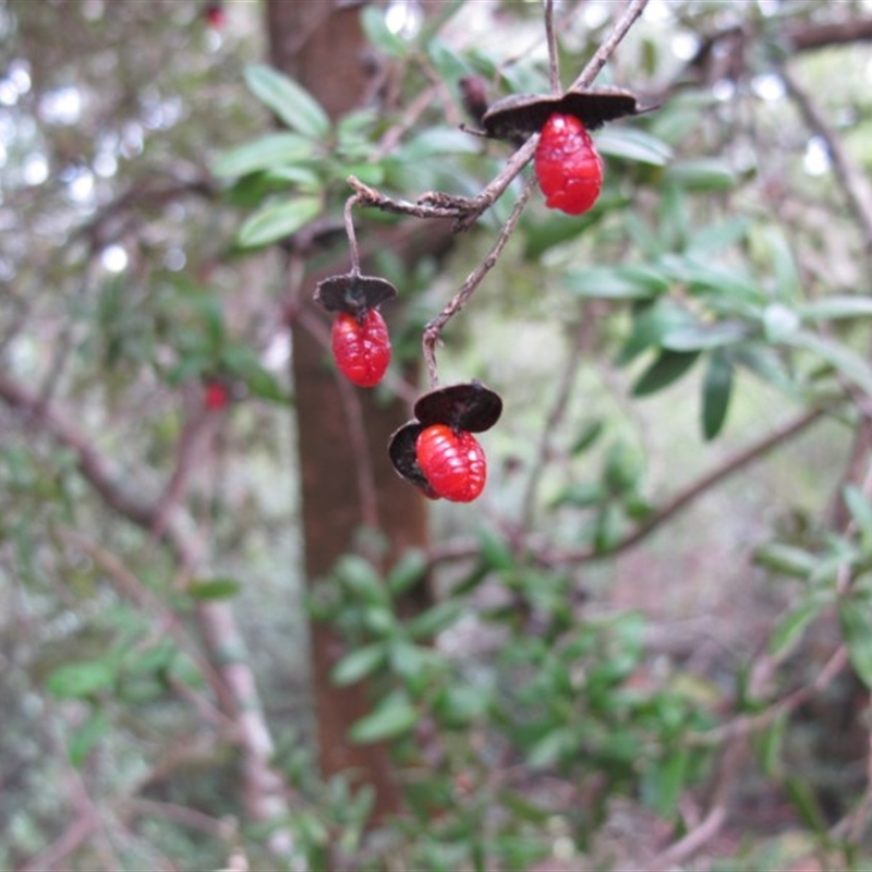 Pittosporum bicolor