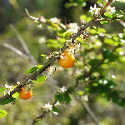 Pittosporum multiflorum