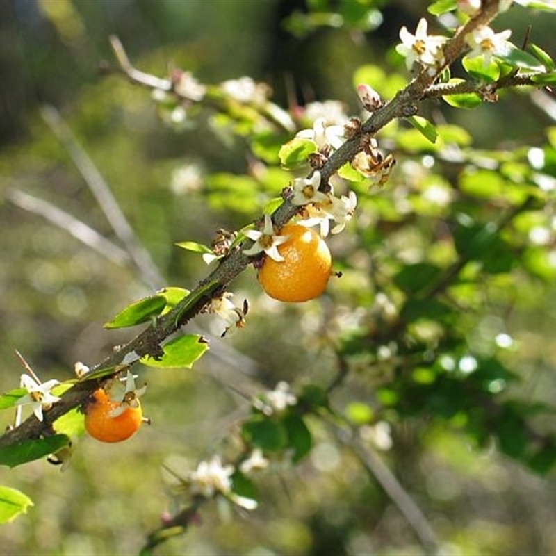 Pittosporum multiflorum