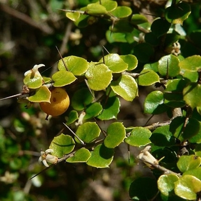 Pittosporum multiflorum