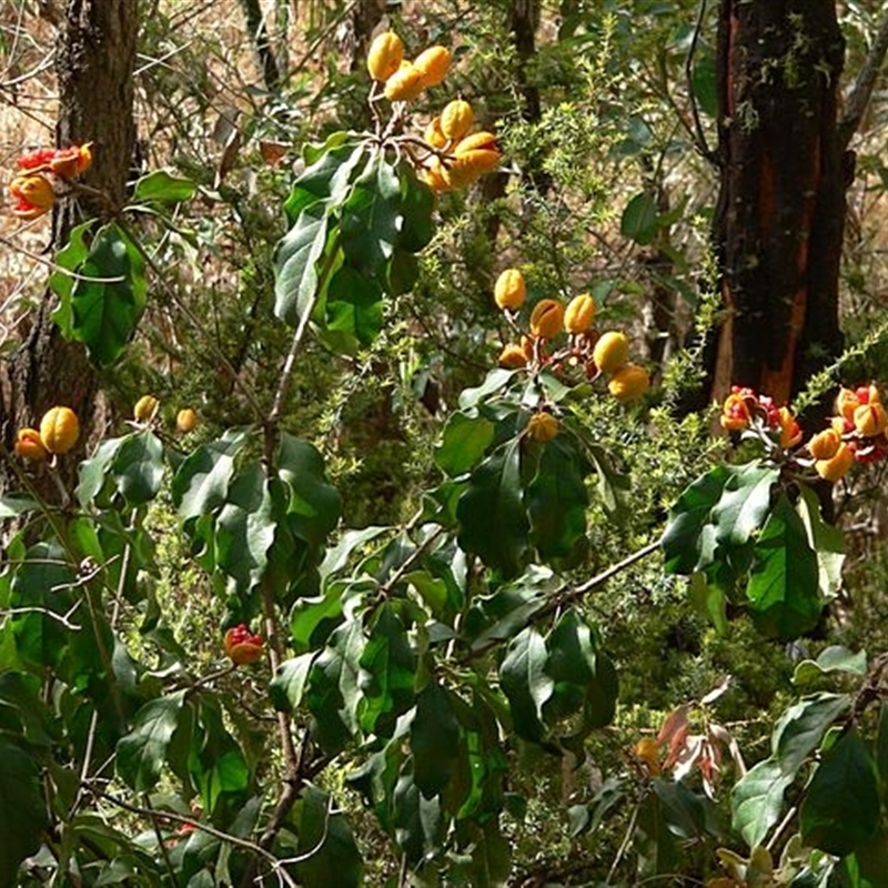 Pittosporum revolutum