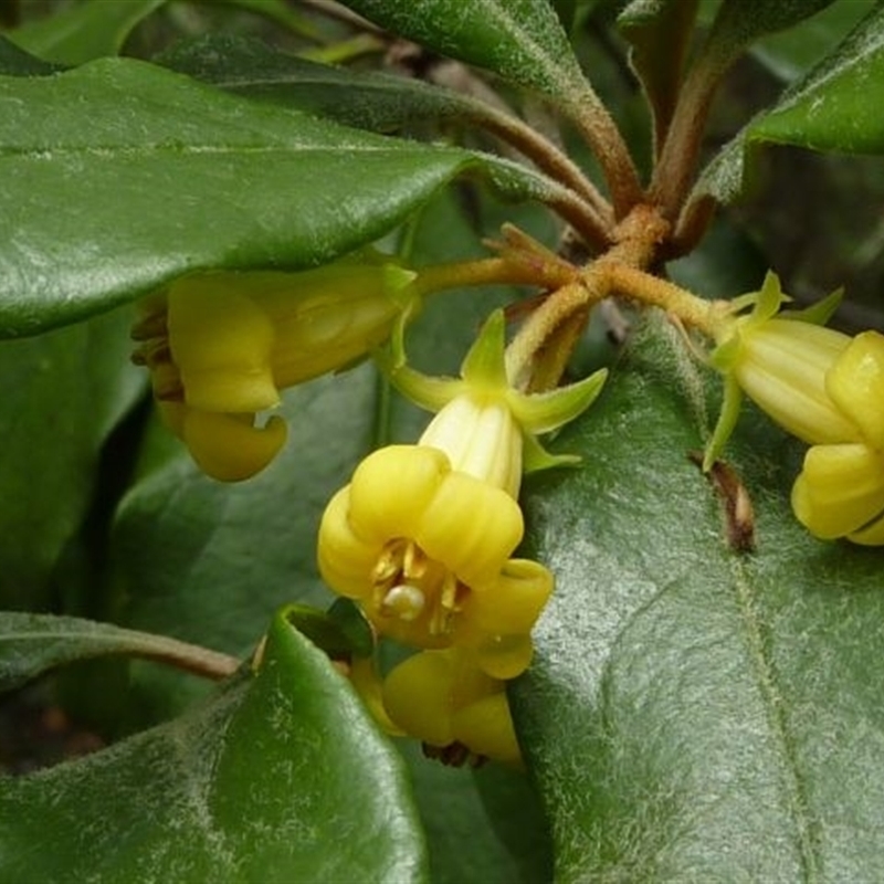 Pittosporum revolutum