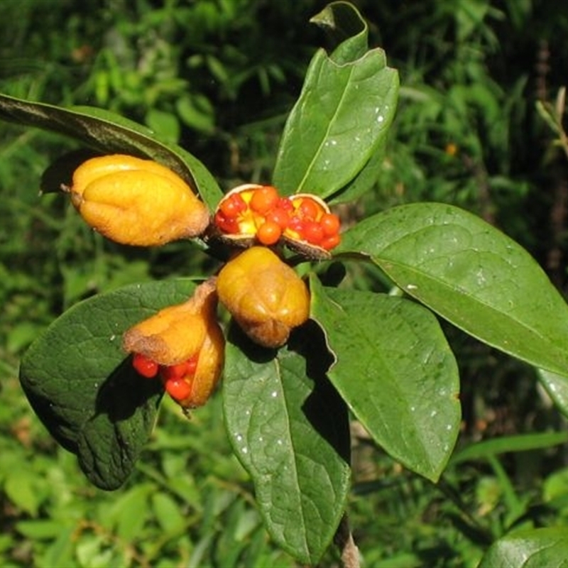 Pittosporum revolutum