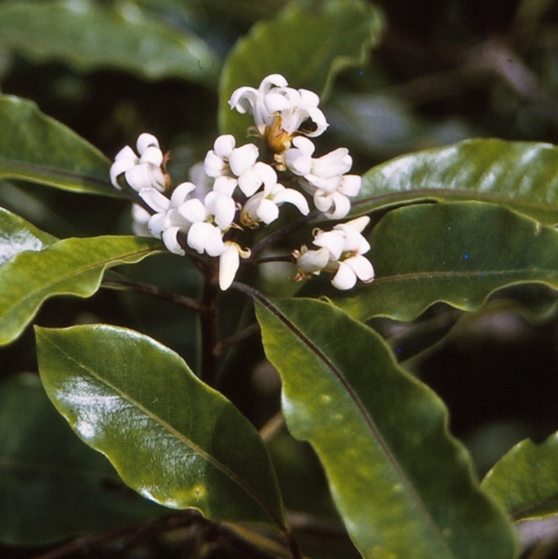 Pittosporum undulatum