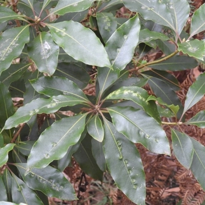 Pittosporum undulatum