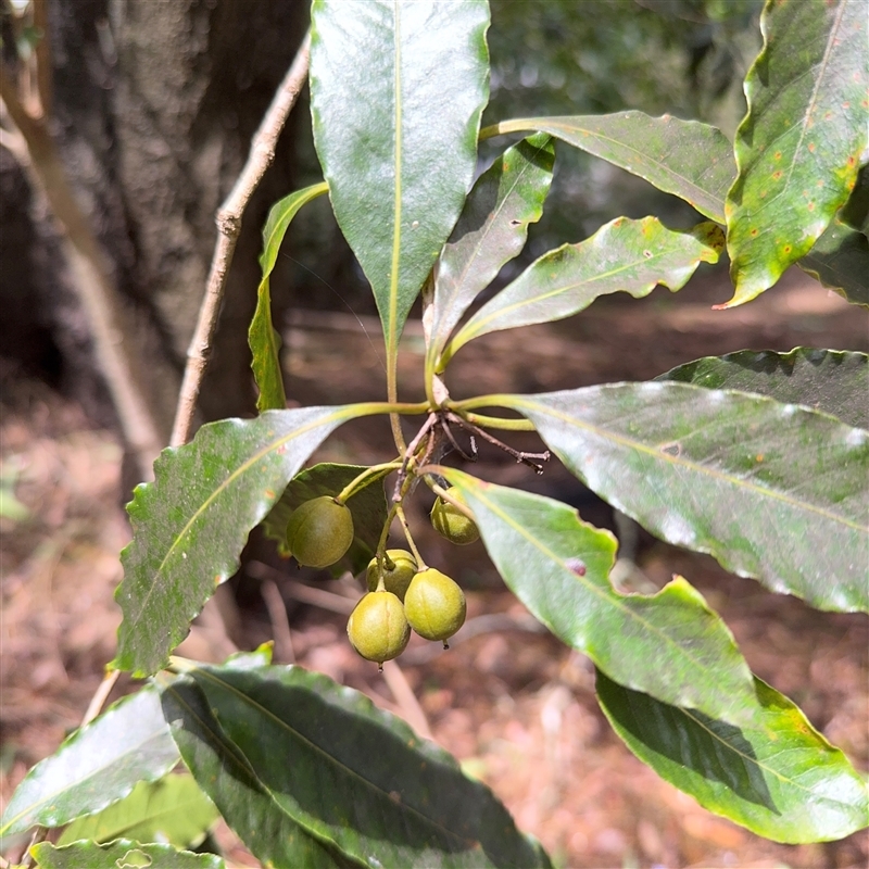 Pittosporum undulatum