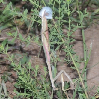 Archimantis sp. (genus)