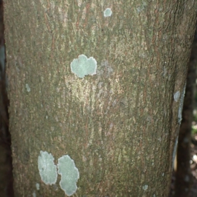 Planchonella australis