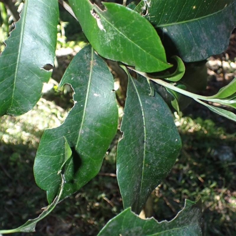 Planchonella australis