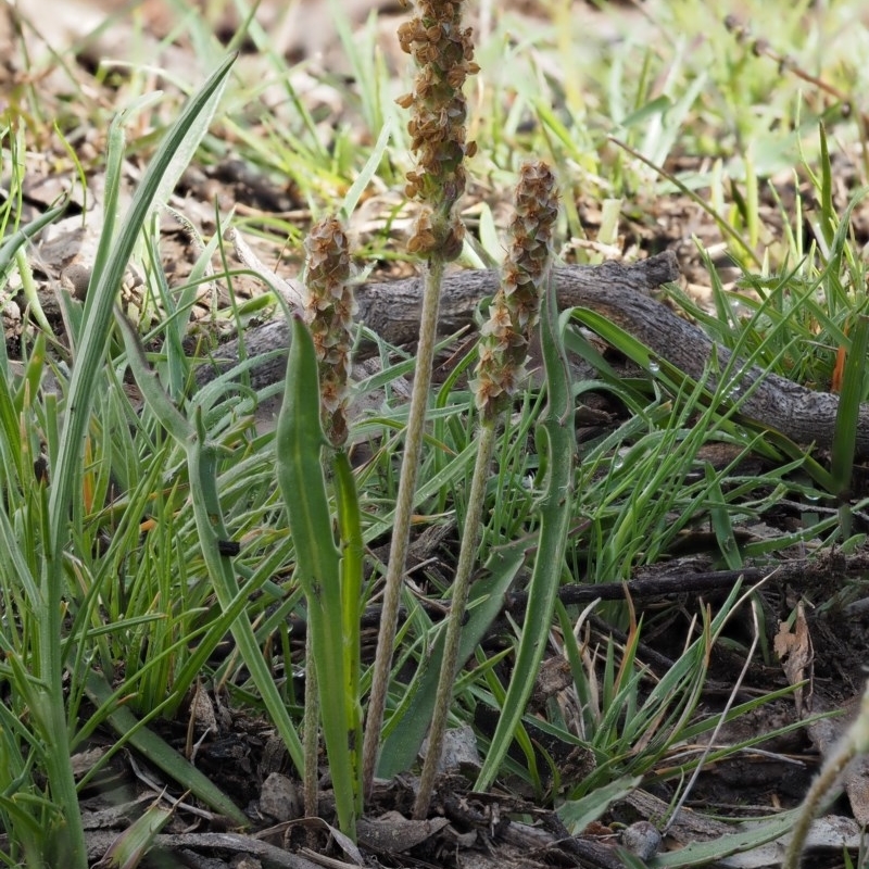 Plantago coronopus subsp. commutata