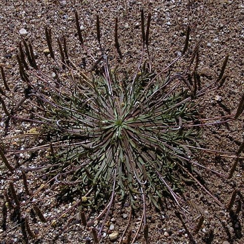 Plantago coronopus subsp. coronopus