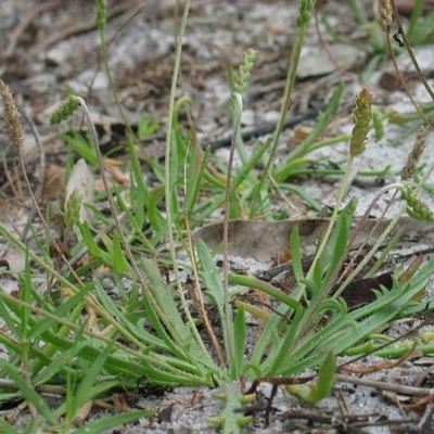Plantago coronopus subsp. coronopus