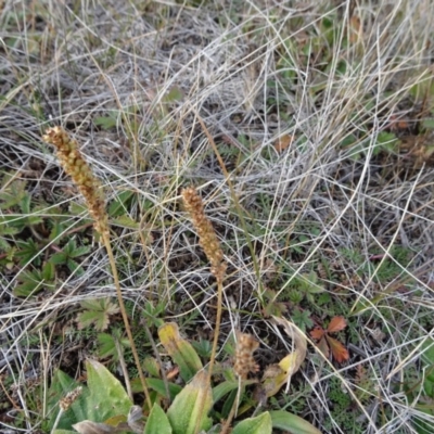 Plantago euryphylla