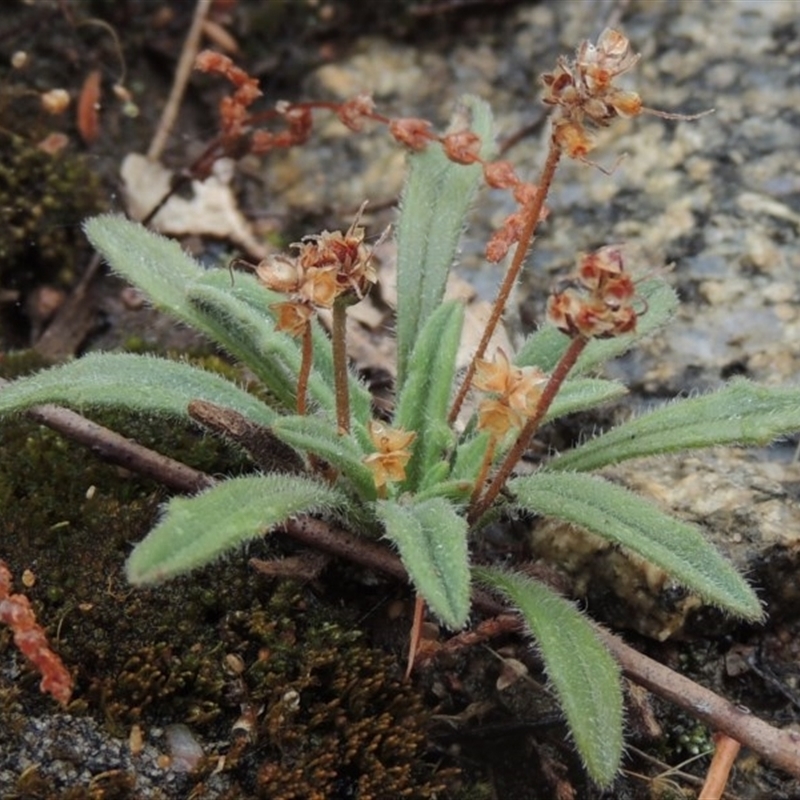 Plantago hispida