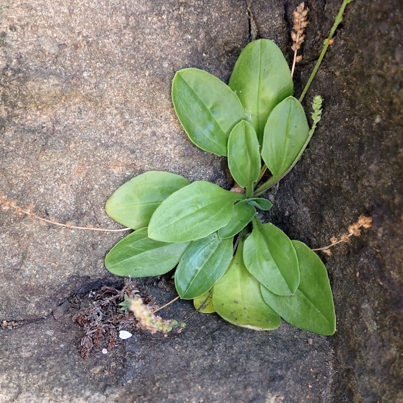 Plantago hispida