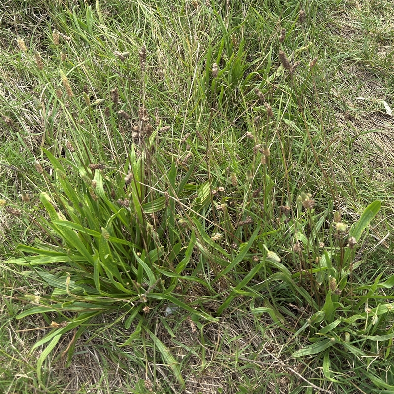 Plantago lanceolata