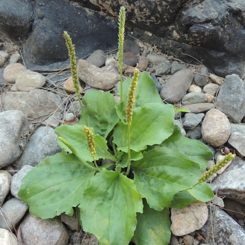 Plantago major