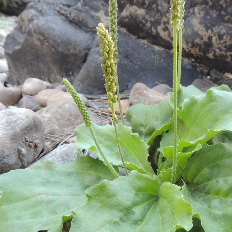 Plantago major