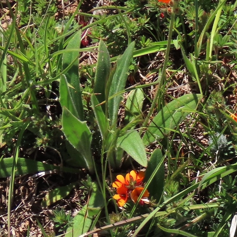 Plantago varia