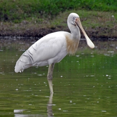 Platalea flavipes