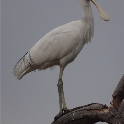 Platalea flavipes