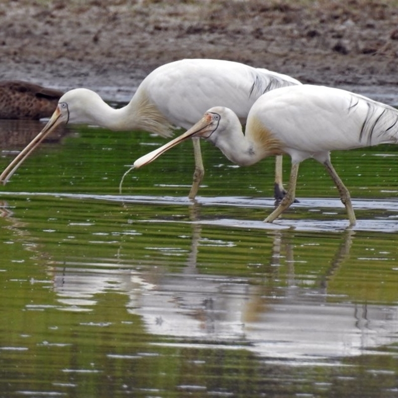 Platalea flavipes