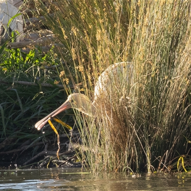 Platalea flavipes