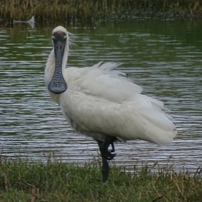 Platalea regia